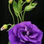 Rare Eustoma 200 Seeds