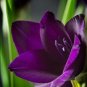 Rare Eustoma 200 Seeds