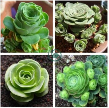 Mountain Rose Bonsai Green Rose Garden 200 Seeds