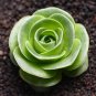 Mountain Rose Bonsai Green Rose Garden 200 Seeds