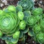 Mountain Rose Bonsai Green Rose Garden 200 Seeds