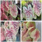 Colorful Thailand Caladium Flower Bonsai 200 Seeds