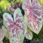 Colorful Thailand Caladium Flower Bonsai 200 Seeds