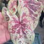 Colorful Thailand Caladium Flower Bonsai 200 Seeds