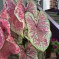 Colorful Thailand Caladium Flower Bonsai 200 Seeds