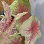 Colorful Thailand Caladium Flower Bonsai 200 Seeds