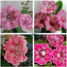 Sinningia Gloxinia Flower  200 Seeds