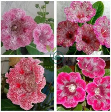 Sinningia Gloxinia Flower  200 Seeds