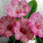 Sinningia Gloxinia Flower  200 Seeds
