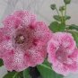 Sinningia Gloxinia Flower  200 Seeds