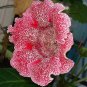 Sinningia Gloxinia Flower  200 Seeds