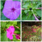 Mirabilis Jalapa Purple  40 Seeds