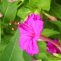 Mirabilis Jalapa Purple 40 Seeds