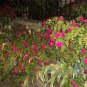 Mirabilis Jalapa Purple 40 Seeds