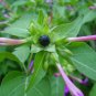 Mirabilis Jalapa Purple 40 Seeds