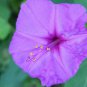 Mirabilis Jalapa Purple 40 Seeds