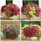 Antirrhinum 'Trailing Mix' Annual Bedding Plant  200 Seeds