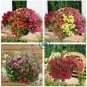 Antirrhinum 'Trailing Mix' Annual Bedding Plant  200 Seeds