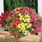 Antirrhinum 'Trailing Mix' Annual Bedding Plant  200 Seeds