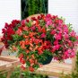 Antirrhinum 'Trailing Mix' Annual Bedding Plant  200 Seeds
