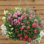 Antirrhinum 'Trailing Mix' Annual Bedding Plant  200 Seeds