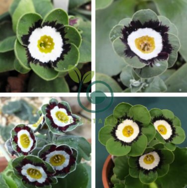 Primula Auricula Psyche 30 Seeds