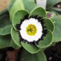 Primula Auricula Psyche 30 Seeds