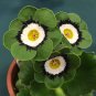 Primula Auricula Psyche 30 Seeds