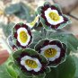 Primula Auricula Psyche 30 Seeds