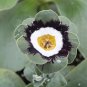 Primula Auricula Psyche 30 Seeds