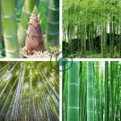 Bamboo Seed Lucky Moso Tree 100 Seeds