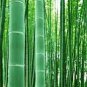 Bamboo Seed Lucky Moso Tree 100 Seeds