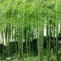 Bamboo Seed Lucky Moso Tree 100 Seeds