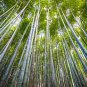 Bamboo Seed Lucky Moso Tree 100 Seeds