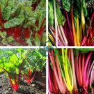 Perpetual Spinach varieties Swiss Chard Pink Flamngo 40 Seeds