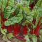 Perpetual Spinach varieties Swiss Chard Pink Flamngo 40 Seeds