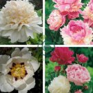 Chinese Peony Tree 20 Seeds