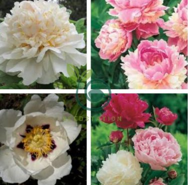 Chinese Peony Tree 20 Seeds