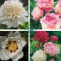 Chinese Peony Tree 20 Seeds