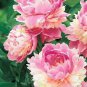 Chinese Peony Tree 20 Seeds