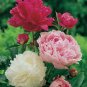 Chinese Peony Tree 20 Seeds