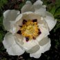 Chinese Peony Tree 20 Seeds