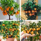 Dwarf Standing Orange Tree 60 Seeds