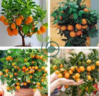 Dwarf Standing Orange Tree 60 Seeds