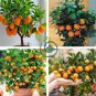 Dwarf Standing Orange Tree 60 Seeds
