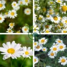 Pyrethrum Chamomile White Herb Flowers 200 Seeds