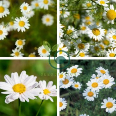 Pyrethrum Chamomile White Herb Flowers 200 Seeds