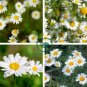 Pyrethrum Chamomile White Herb Flowers 200 Seeds