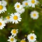 Pyrethrum Chamomile White Herb Flowers 200 Seeds