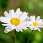 Pyrethrum Chamomile White Herb Flowers 200 Seeds